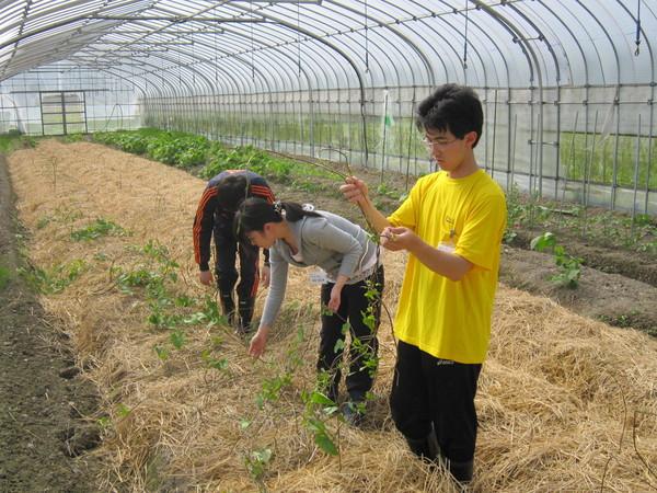 ジャージ姿の宮野 真名美さん、高橋 翔太朗さん、河合 秀樹さんが、ビニールハウス内の苗を手に取り作業をしている写真